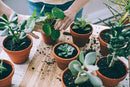 Assorted Foliage Potting Soil - All-Natural Blend for Thriving Diverse Foliage Displays - Enhances Nutrient Uptake - 10 Quart