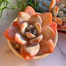 FWPP Live Succulents Plants Echeveria Laui 2.5 inches,Rare red Succulents Bare Root Without Pot Soil, Live Plants Indoor Office Decoration Wedding and Gift by GreenHaven Gardens