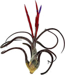 Air Plants - Flowering Tillandsia Caput Medusae, Large 5-7" - 1ct - Live Arrival Guaranteed - House Plants for Home Decor & Gift by GreenHaven Gardens