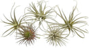 CHIVE Artificial Air Plants — Bulk Set of 5, Small — Ultra Realistic Fake Tillandsia Bromeliad Plants — Decorative Faux Succulents for Home & Office Decor — No Care Needed! by GreenHaven Gardens