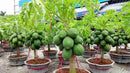 Papaya Plant Potting Soil - Enhance Fruiting and Health with Professional Grade Nutrient-Rich Mix - 3 Quart by GreenHaven Gardens