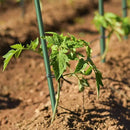 4ft 8pack Garden Stakes 1/4" Dia FRP Plant Supporting Stakes for Climbing Tomato Cucumber Strawberry Bean Tree, Pack of 8, Dark Green(48inch) by GreenHaven Gardens