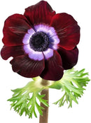 Easy to Grow Anemone Italian Mistral Bordeaux - 10 Plant Bulbs, Wine-Red & Purple Flowers in Spring Gardens Full Sun by GreenHaven Gardens