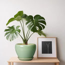 6 Inch Plant Pot - Ceramic Planter for Indoor Plants Round Planter Outdoor Plant Pot with Drainage Hole and Saucer Modern Flower Pot for Succulent Garden Green by GreenHaven Gardens