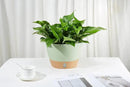 2 Pack Hanging Planters, 10 inch Indoor Outdoor Hanging Plant Pot Basket, Hanging Plastic Flower Pot with Drainage Hole with Removable Tray&Hooks for Hanging Plants,Green by CozyNest Decor