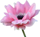 Easy to Grow Anemone Italian Mistral Rosa Chiaro - 10 Plant Bulbs, Light Pink Flowers in Spring Gardens Full Sun by GreenHaven Gardens