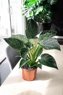 Philodendron Planting Mix - Provide Your Plants with The Best Soil Medium - 4 QUARTS by GreenHaven Gardens