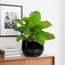 G EPGardening Ceramic Planter 7 Inch - Ceramic Pot for Plants with Drainage and Saucer, Round Plant Pots, Modern Indoor Outdoor Planter, Home Decor, Garden Gifts, Black by GreenHaven Gardens
