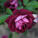 Heirloom Roses Rose Plant - Burgundy Iceberg™ Purple Rose Bush, Shrub Live Plant for Planting Outdoors by GreenHaven Gardens