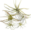 CHIVE Artificial Air Plants — Bulk Set of 5, Medium — Ultra Realistic Fake Tillandsia Bromeliad Plants — Decorative Faux Succulents for Home & Office Decor — No Care Needed! by GreenHaven Gardens