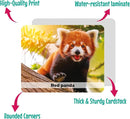 Menique Wild Animals Memory Matching Game – 80 Cards (40 Pairs) with Real Photos – Includes Educational Booklet with Animal Facts – Fun & Cognitive Game for Kids and Adults by TinyTreasures Baby Boutique