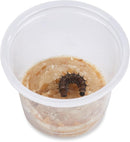 32 Live Caterpillars Shipped Now: Butterfly Kit Refill for School Sized Kit with Extra Larva Rearing Supplies and 32 Little Cups by Nature Gift Store by TinyTreasures Baby Boutique