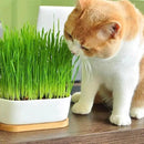 Cat Grass Planting Soil - Provide Your Cat with a Safe and Healthy Greenscape - 10 QUARTS by GreenHaven Gardens