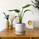 6 Inch Plant Pots, Ceramic Planter Pot with Drainage Hole & Saucer, Indoor/Outdoor Cylinder Round Planter Pot, White & Beige Glaze by CozyNest Decor