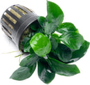 Anubias Live Aquarium Plants - Potted Freshwater Plant for Fish Tanks, Terrariums - Beginner Friendly Low Light (Barteri Broad Leaf, 5 Pots) by GreenHaven Gardens
