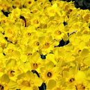 50 Yellow Daffodil Bulbs for Planting - Dutch Master Value Bag - Plant in Gardens, Borders & Flowerbeds - Bulb Size 10/12 cm - Easy to Grow Fall Flowers Bulbs by Willard & May by GreenHaven Gardens