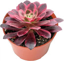 4-inch Succulent Aeonium 'White Wedding Dress', Live Succulents Plants Fully Rooted in Pots with Soil, Easy-Care House Plants for DIY, Home Office Decoration by GreenHaven Gardens