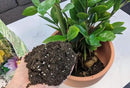 Premium ZZ Plant Superior Growth Soil - Perfect Aeration for Robust Root Development & Plant Health - 3 QUARTS by GreenHaven Gardens