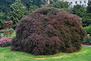 Crimson Queen Weeping LACE Leaf Japanese Maple - Acer palmatum dissectum 'Crimson Queen' 2 - Year Plant by GreenHaven Gardens