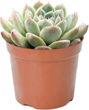 Live Succulent Plants Echeveria 'Albus Beauty', Easy Care Potted Succulents, Approx 4" D x 4" H, Indoor Houseplant, Unique Gifts, Home Office Décor by GreenHaven Gardens