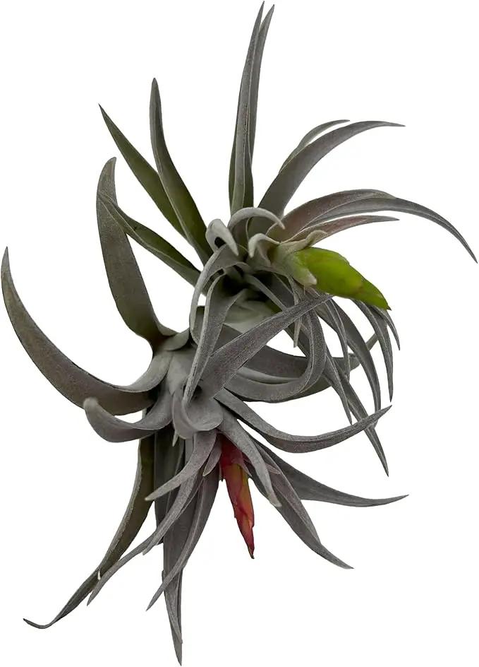 Air Plants - Venner Gift Box Large 4" - 7ct - Live Arrival Guaranteed - House Plants for Home Decor & Gift, photo 5 of 8