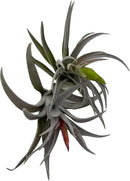 Air Plants - Venner Gift Box Large 4" - 7ct - Live Arrival Guaranteed - House Plants for Home Decor & Gift by GreenHaven Gardens