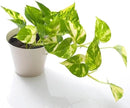 Premium Epipremnum Plant Soil Mix by Gardenera - Stimulate Growth and Elevate Foliage Beauty with Nourishing Formula - 5 Quart by GreenHaven Gardens