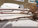 Japanese Red Maple Live Plants Shipped 1-2 Foot Tall by GreenHaven Gardens