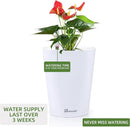Dexceder 6x7 Self Watering Planter Indoor Outdoor, High Gloss Table Flower Plant Pot with Water Level Indicator (White) by CozyNest Decor