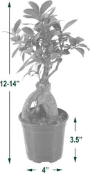 Arcadia Garden Products LV61 Ginseng Ficus Live Indoor Bonsai Plant in 4 in. Plastic Grower Pot, Green, **Sold by Amazon and Arcadia Garden Products** by GreenHaven Gardens
