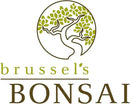 Brussel's Bonsai Live Golden Gate Ficus Indoor Bonsai Tree - Small, 4 Years Old, 5 to 8 In - Live Bonsai Tree in Ceramic Bonsai Pot with Humidity Tray by GreenHaven Gardens