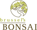 Brussel's Live Green Mound Juniper Outdoor Bonsai Tree - 3 Years Old; 4" to 6" Tall with Decorative Container - Not Sold in California