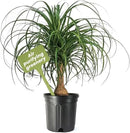 American Plant Exchange Ponytail Palm – 10-Inch Pot – Live Large Bonsai Plant, Pet Safe Indoor Tree, Easy Care Air Purifying Houseplant for Home, Office, or Gift Decor by GreenHaven Gardens
