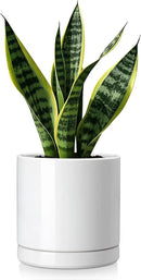 vancasso Ceramic Plant Pots, 6.25 Inch Ceramic Pot for Plants, Planters Pots for Indoor Plants with Drainage Holes, Flower Pot for Indoor House Plant, White by CozyNest Decor