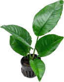 Anubias Live Aquarium Plants - Potted Freshwater Plant for Fish Tanks, Terrariums - Beginner Friendly Low Light (Heterophylla, 1 Pot) by GreenHaven Gardens