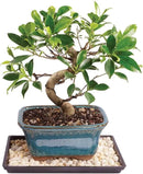 Brussel's Bonsai Live Golden Gate Ficus Indoor Bonsai Tree - Small, 4 Years Old, 5 to 8 In - Live Bonsai Tree in Ceramic Bonsai Pot with Humidity Tray by GreenHaven Gardens