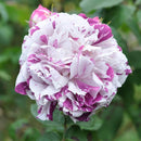 Heirloom Roses Rose Bush - Variegata di Bologna Live Purple Plant for Outdoor Planting by GreenHaven Gardens