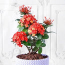 Ixora Potting Mix - Promote Strong Roots and Abundant Flowers with Our Premium Blend - 4 Quart by GreenHaven Gardens