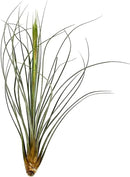 Air Plants - Tillandsia Juncea, Jumbo 8-12" - 3ct - Live Arrival Guaranteed - House Plants for Home Decor & Gift by GreenHaven Gardens