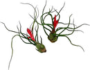 Air Plants - Flowering Tillandsia Bulbosa Guatemala, Large 3-5" - 2ct - Live Arrival Guaranteed - House Plants for Home Decor & Gift by GreenHaven Gardens