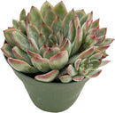 Live Succulent Plants Echeveria 'Pulidonis', Easy Care Potted Succulents, Approx 4" D x 4" H, Indoor Houseplant, Unique Gifts, Home Office Décor by GreenHaven Gardens