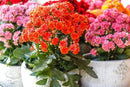 Kalanchoe Plant Premium Potting Mix - Maintain Ideal Air and Moisture Balance for Success - 3 Quart by GreenHaven Gardens