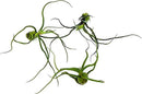 Air Plants - Flowering Tillandsia Bulbosa Guatemala, Large 3-5" - 3ct - Live Arrival Guaranteed - House Plants for Home Decor & Gift by GreenHaven Gardens