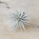 CHIVE Artificial Air Plants — Bulk Set of 5, Large — Ultra Realistic Fake Tillandsia Bromeliad Plants — Decorative Faux Succulents for Home & Office Decor — No Care Needed! by GreenHaven Gardens