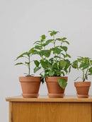 INGOFIN Terracotta Pots Set with Saucer - 5/6/7 inch Ceramic Clay Planters with Drainage Hole, Garden Flower Succulent Pots with Tray for Indoor Outdoor Plants, Set of 3 by CozyNest Decor