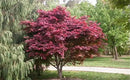Red Japanese Maple Trees 2-Pack – Live Plants, 2-3 Ft Tall, Stunning Foliage by GreenHaven Gardens