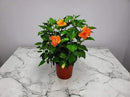Hibiscus Bush - Double Peach Flowering Plant Live - Overall Height 26" to 28" - Tropical Plants of Florida (Plant Only) by GreenHaven Gardens