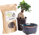 Brussel's Bonsai Live Ginseng Grafted Ficus Bonsai Tree Kit - Small Indoor Bonsai Ficus Tree - Bonsai Kit with Ceramic Bonsai Pot and Bonsai Soil by GreenHaven Gardens