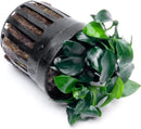 Anubias Live Aquarium Plants - Potted Freshwater Plant for Fish Tanks, Terrariums - Beginner Friendly Low Light (Nana Petite, 3 Pots) by GreenHaven Gardens