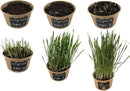 Easy Cat Grass Kit (3 Pack) Just Add Water. Includes Certified Organic Non GMO Wheatgrass Seed, Fiber Soil, Cups Chalkboard Labels. Your Pets Will Love This by GreenHaven Gardens